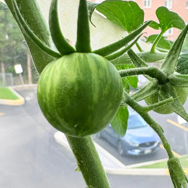 Sandy-Fleshed Cherry Tomato, 30 Seeds