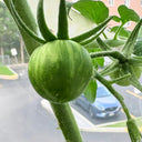 Sandy-Fleshed Cherry Tomato, 30 Seeds