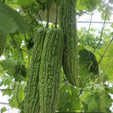 Green Dragon Bitter Melon Seeds, 5g