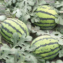 Rock Sugar Kirin No.2 Watermelon Seeds, pack of 50