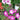 Hezhichun Mixed Color Petunia Seeds, 1g