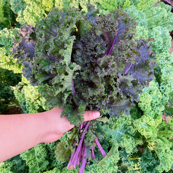 Purple Kale, 50 Seeds