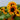 Copper Queen Sunflower, 10 Seeds