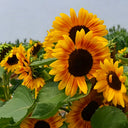 Copper Queen Sunflower, 10 Seeds