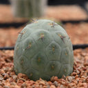 Tephrocactus geometricus Live Cactus
