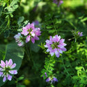 Crown Vetch Seeds, 10g