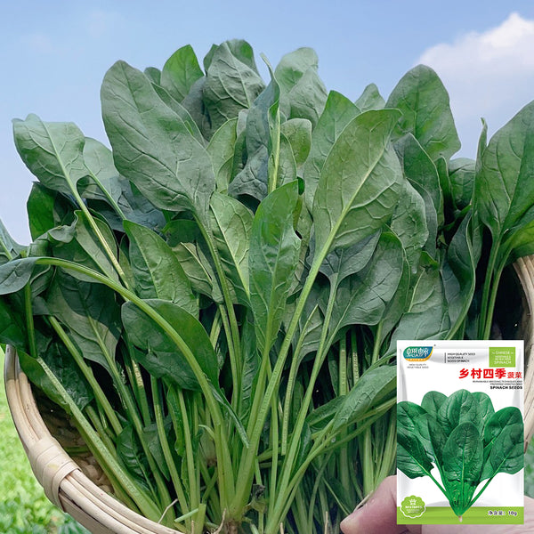 Four Seasons Spinach Seeds, 10g