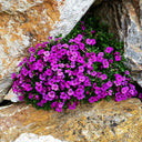 Purple Rock Cress, 100 Seeds