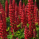 Red Lupin, 100 Seeds