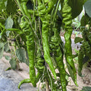 Qinglong Spiral Pepper Seeds, 100g