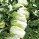 Fengkang 80 Chinese Cabbage Seeds, 5 × 3g Bags