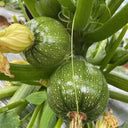 Black Pearl Zucchini Seeds, 100 Seeds