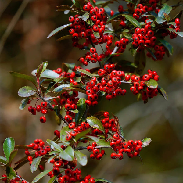 Red Firethorn, 100 Seeds