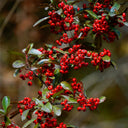 Red Firethorn, 100 Seeds