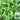 Green Willow Leaf Amaranth Seeds, 10g