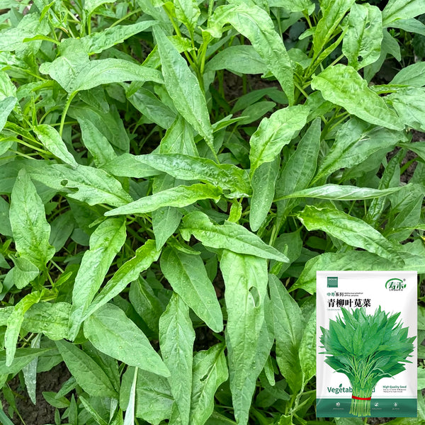 Green Willow Leaf Amaranth Seeds, 10g