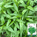 Green Willow Leaf Amaranth Seeds, 10g
