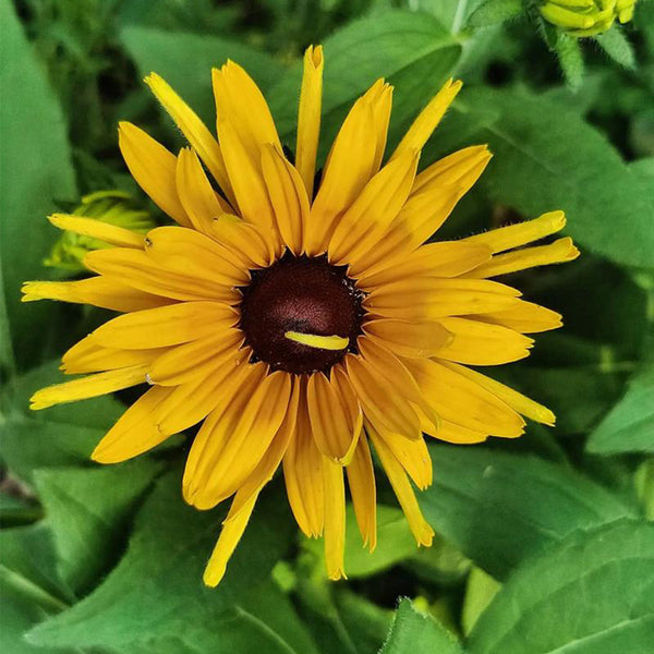 Hezhichun Dwarf Black-eyed Susan Seeds, 1g