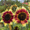 'Sunset Glow' Ornamental Sunflower Seeds, 2g
