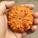 Small Bumpy Gourd, 10 Seeds