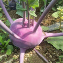 Jinchuan Purple Crown Kohlrabi Seeds, 10g
