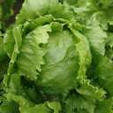 Meilü 103 Crisphead Lettuce, 2000 Seeds