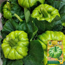 Jiangbing Pumpkin Seeds, 10g