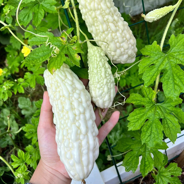 Pearl White Bitter Melon Seeds, 10 Seeds