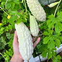 Pearl White Bitter Melon Seeds, 10 Seeds