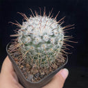 Mammillaria bombycina, 3-4cm