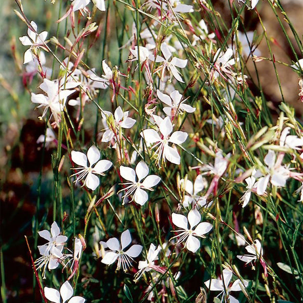 White Gaura Seeds, 100 Seeds