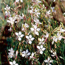 White Gaura Seeds, 100 Seeds