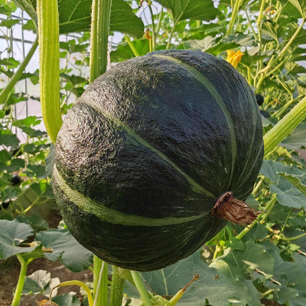 Moxiang BeiBei Pumpkin Seeds, 20 Seeds
