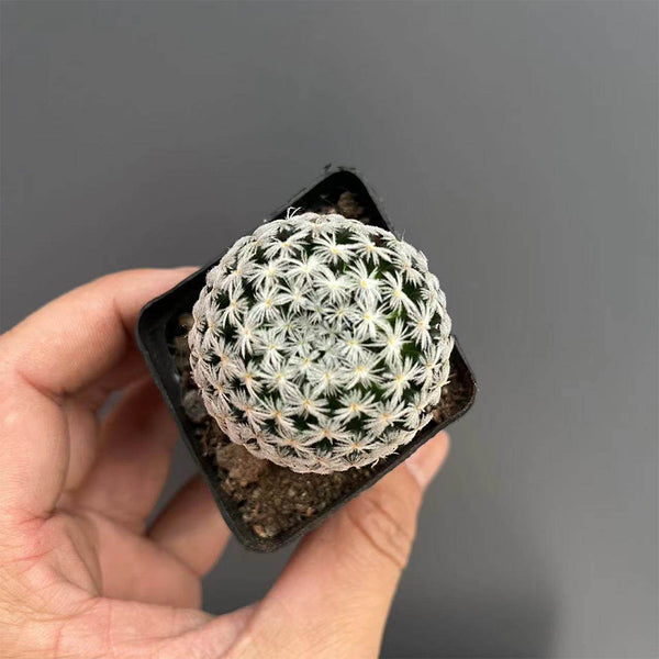 Mammillaria duwei, 3-4cm