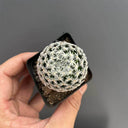 Mammillaria duwei, 3-4cm
