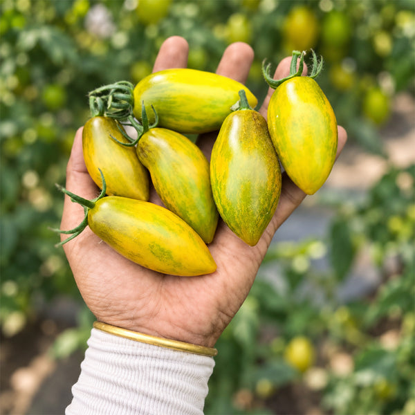 302 Zun Du Jia Du F2 Tomato, 5 Seeds