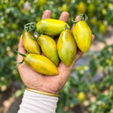 302 Zun Du Jia Du F2 Tomato, 5 Seeds