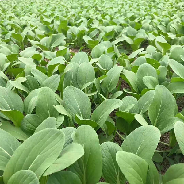Round-Leaved Baby Bok Choy Seeds