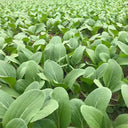 Round-Leaved Baby Bok Choy Seeds