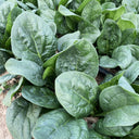 Shengdanbo 3108 Prostrate Spinach Seeds, 20g