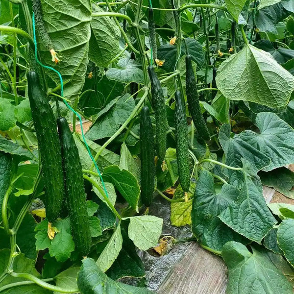 'Boya 816' Cucumber, 50 Seeds