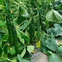 'Boya 816' Cucumber, 50 Seeds