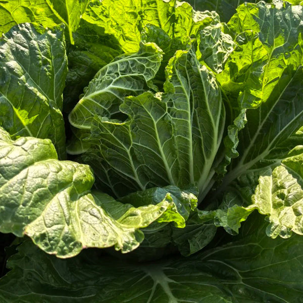 Jiemei 203 Xiayang Chinese Cabbage Seeds, 10g