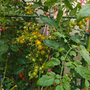 Mille Fleurs Tomato Seeds, 5 Seeds