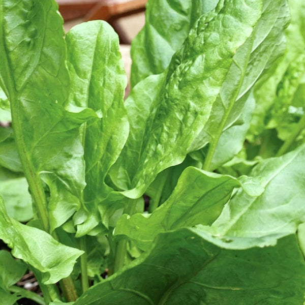 Broad Leaf Sorrel, 1000 Seeds