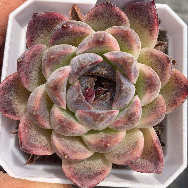 Echeveria cv. 'Purple Fairy'‌, 3pcs x 1-head