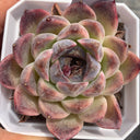 Echeveria cv. 'Purple Fairy'‌, 3pcs x 1-head