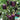 Shouhe Amethyst Sweet Pepper, 20 Seeds