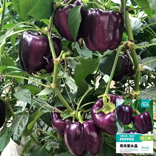 Shouhe Amethyst Sweet Pepper, 20 Seeds