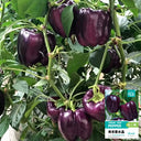 Shouhe Amethyst Sweet Pepper, 20 Seeds